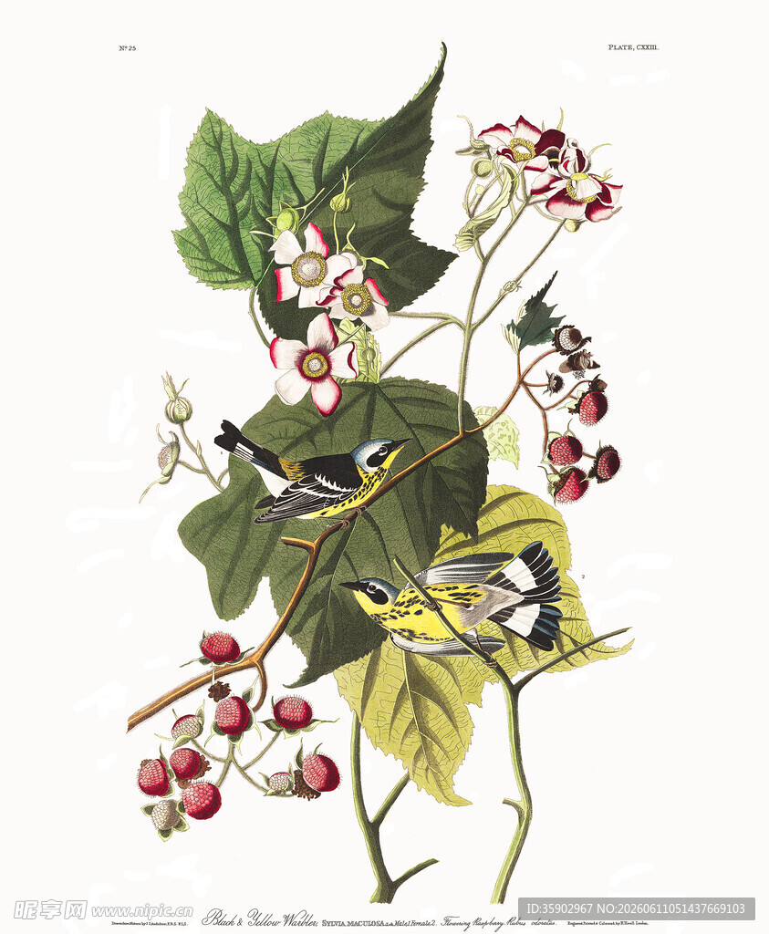 复古风植物花卉绘画作品