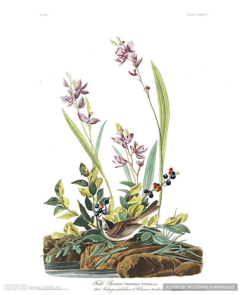 复古风兰花植物插画