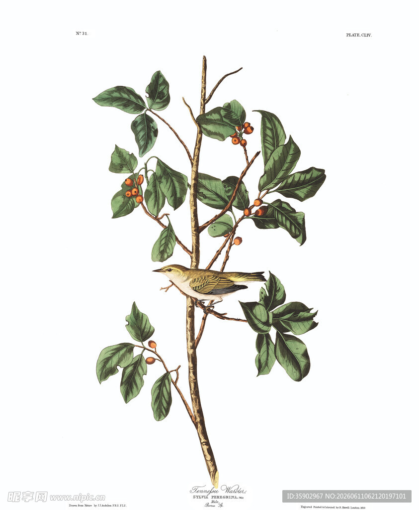 枝头小鸟与绿叶植物