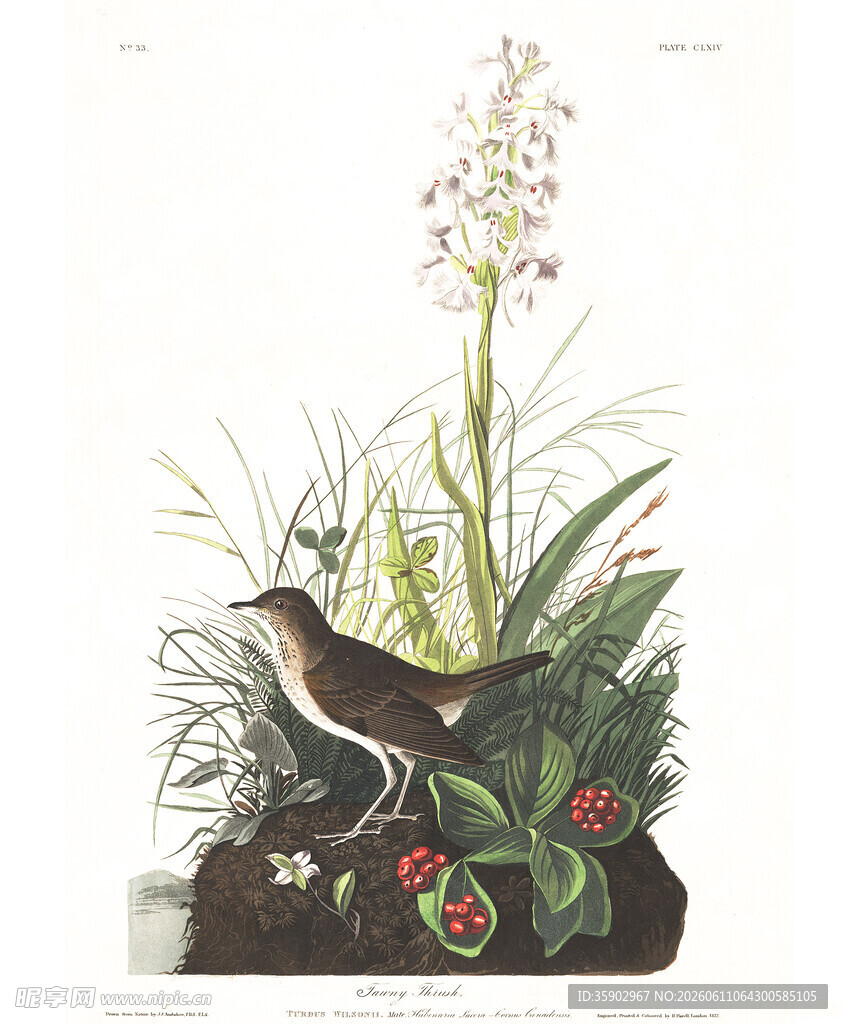 花鸟植物插画艺术作品