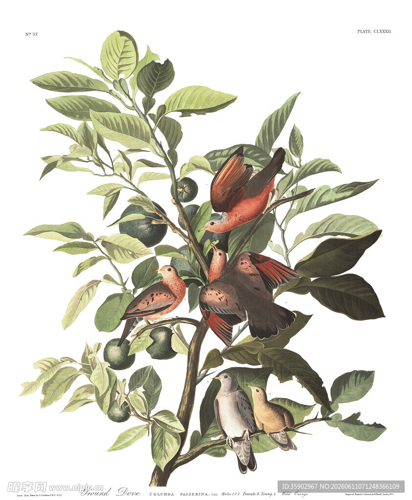 复古风玫瑰植物插画