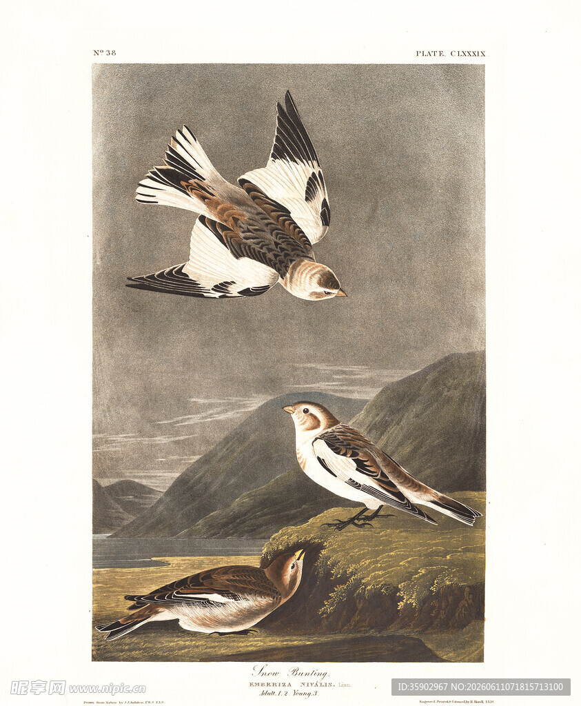 飞翔与休憩的鸟类图景