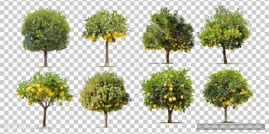 柠檬果树合集