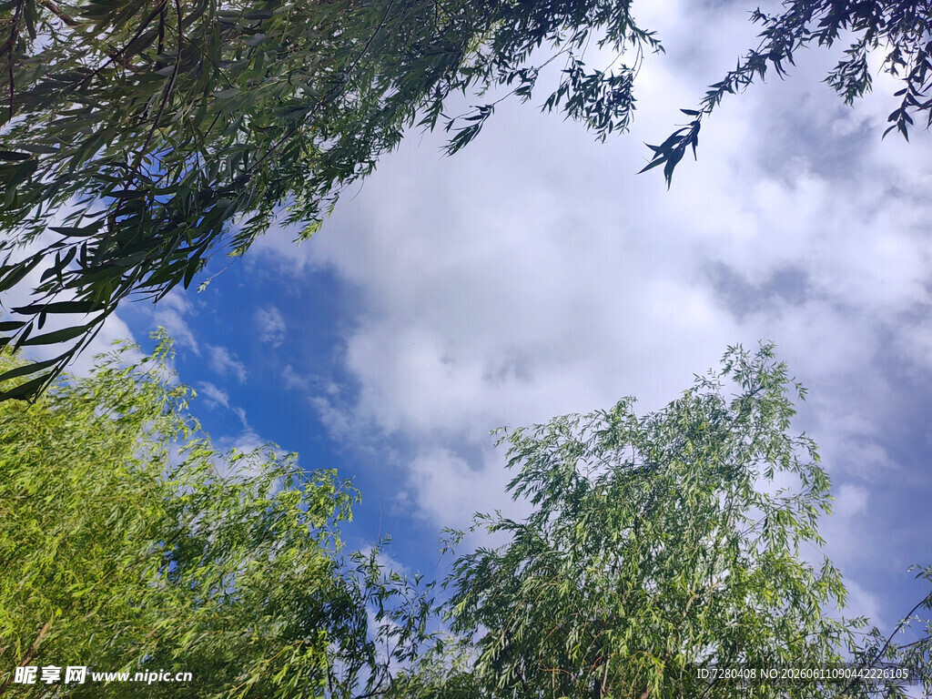仰望蓝天绿树的清新景致