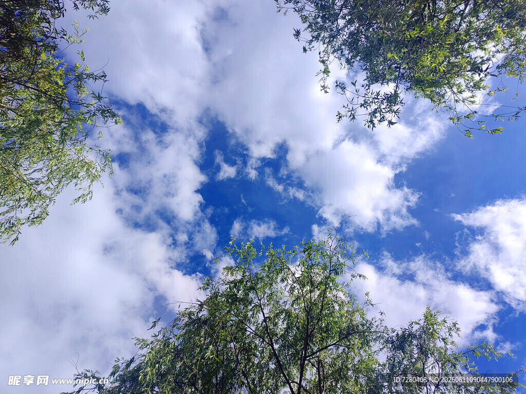 仰望蓝天绿树间的美景