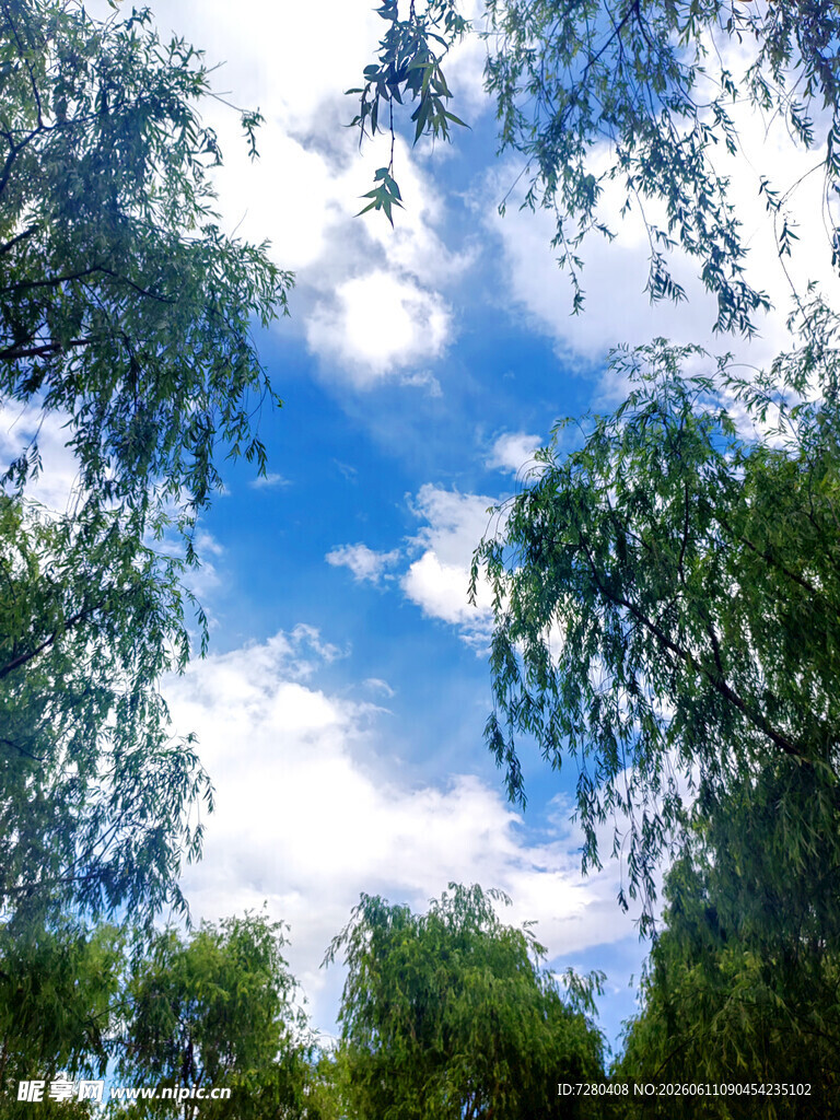 蓝天白云下的葱郁树林