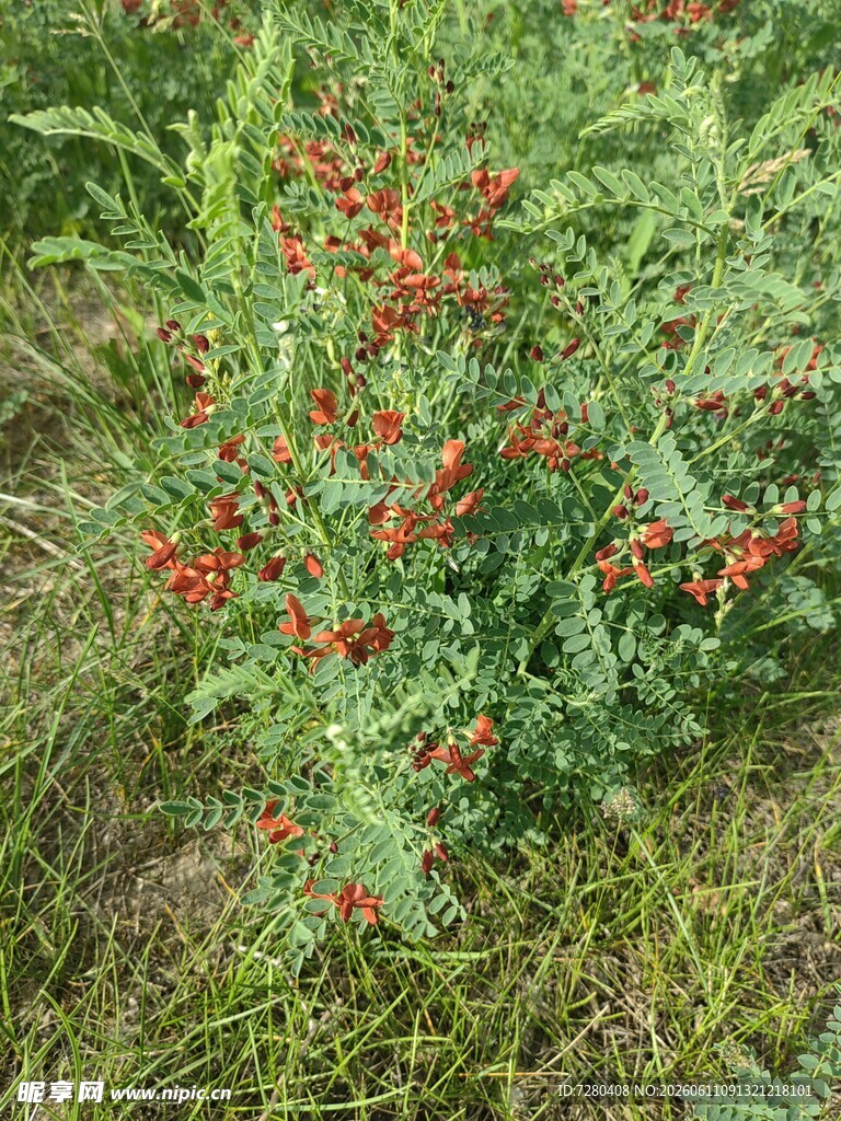 草地上的红色浆果植物