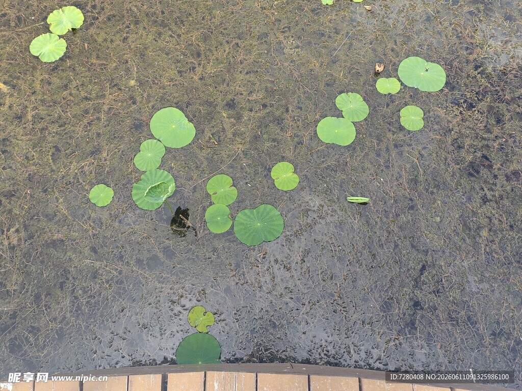 池塘绿荷叶