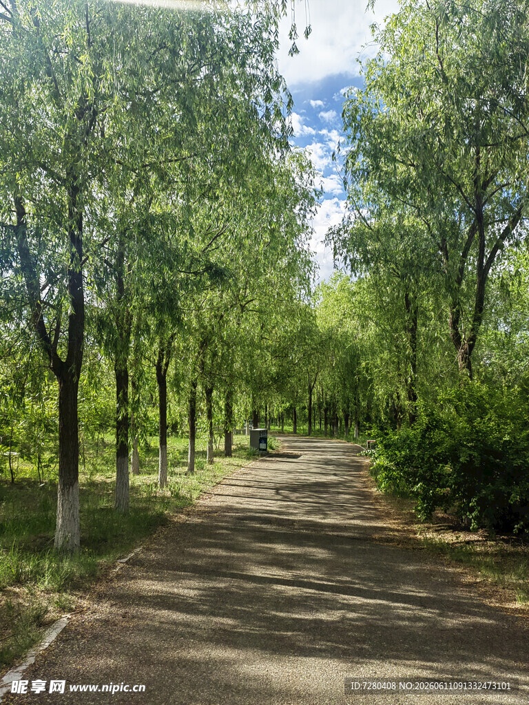 林间幽静小路