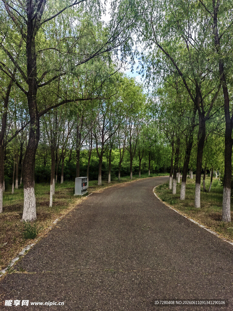 林间幽静小路