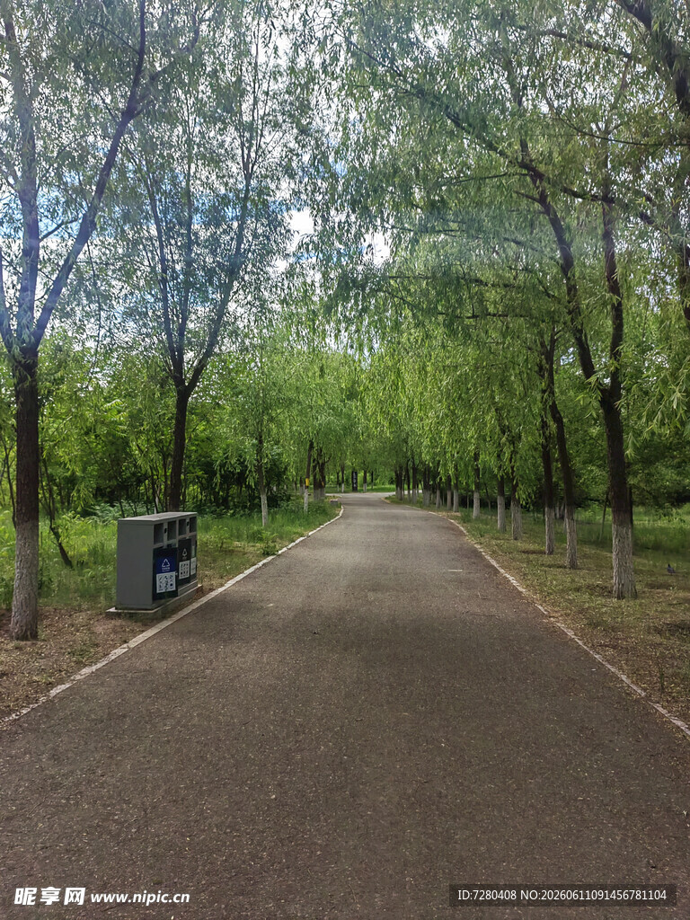 林间幽静小路