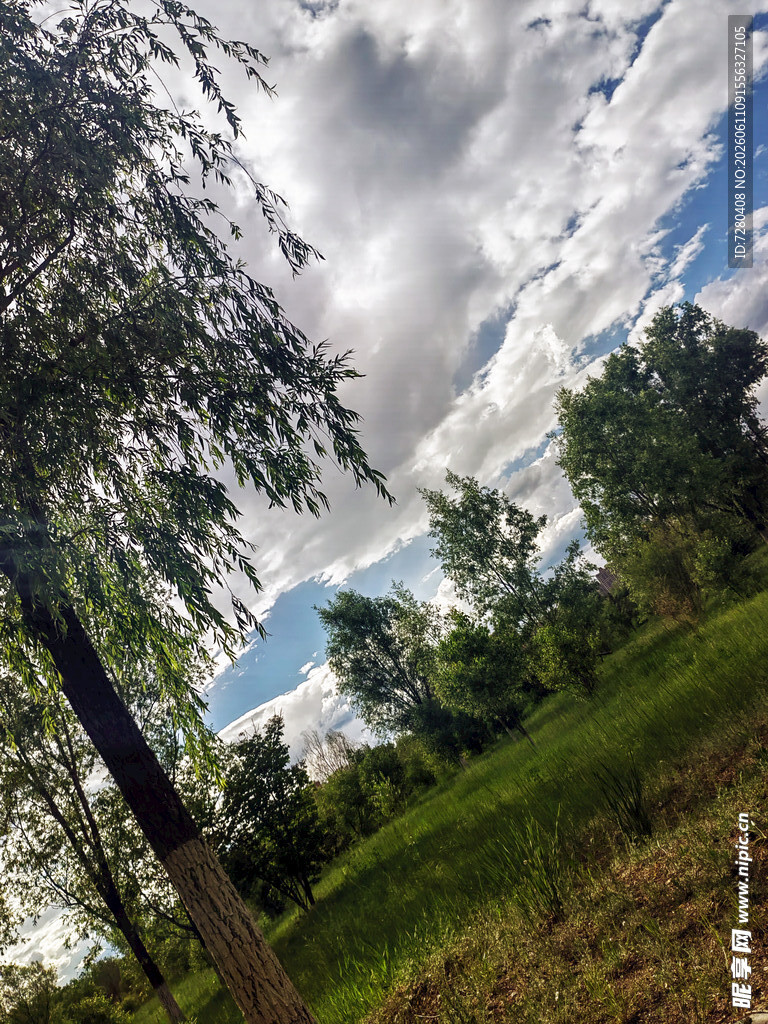 夏日林间天空美景