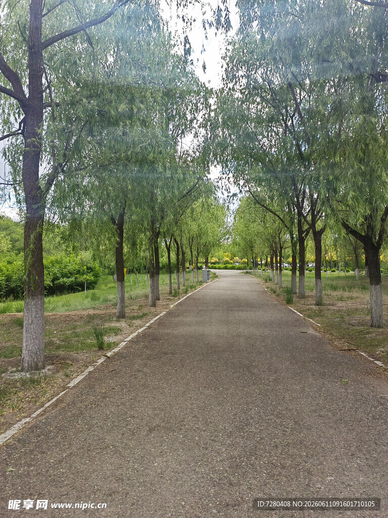 林荫小道