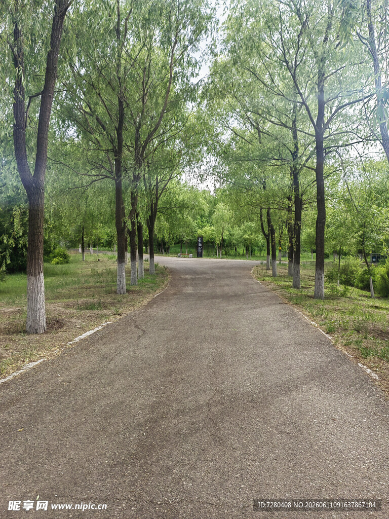 林间幽静小路