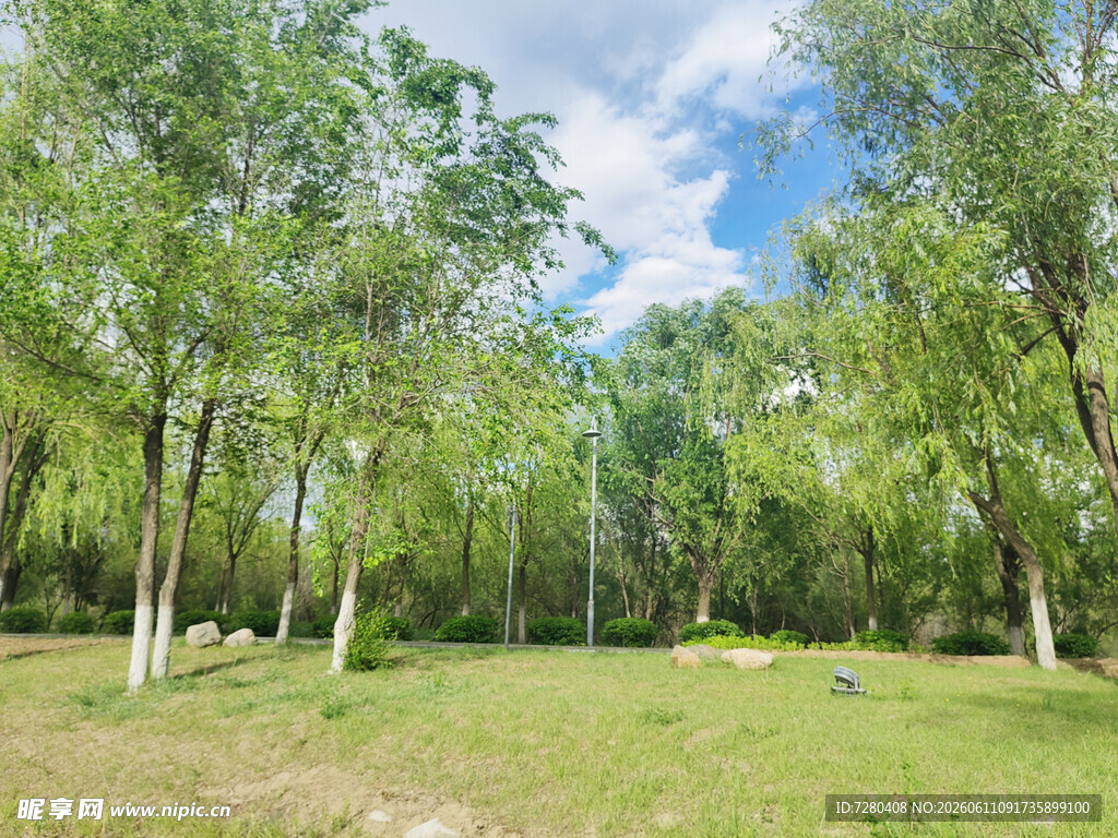 夏日葱郁树林草地风景