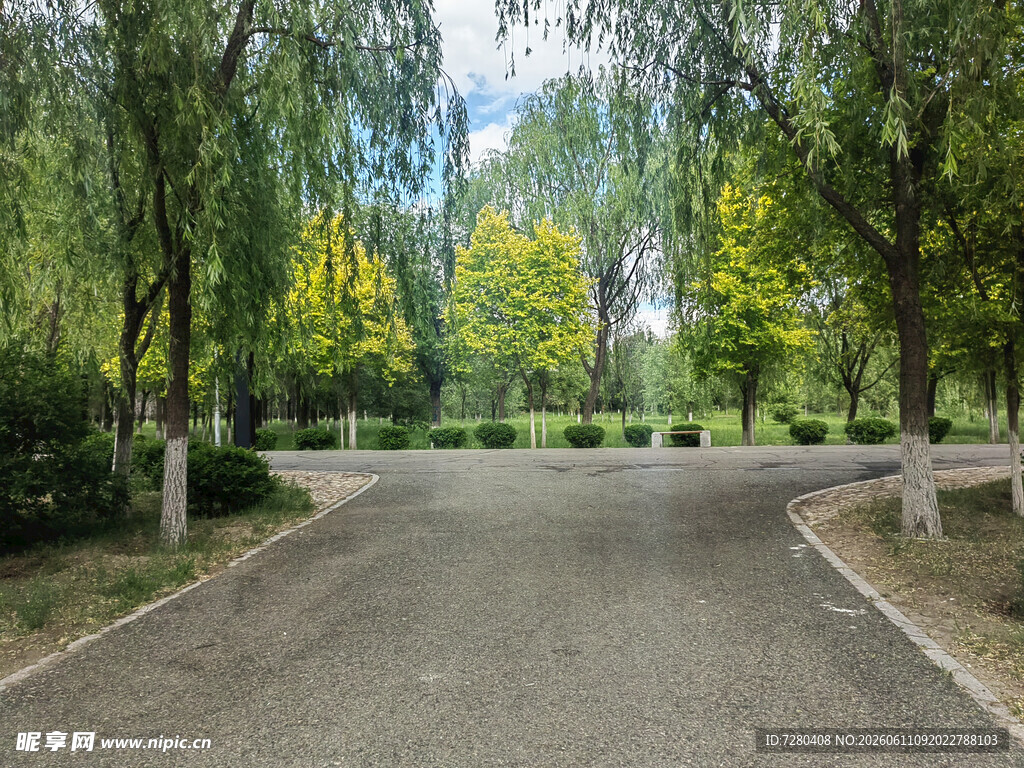 林荫下的静谧道路