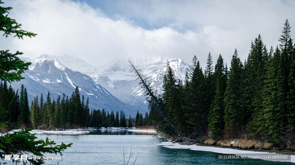 湖畔松林与远处雪山美景