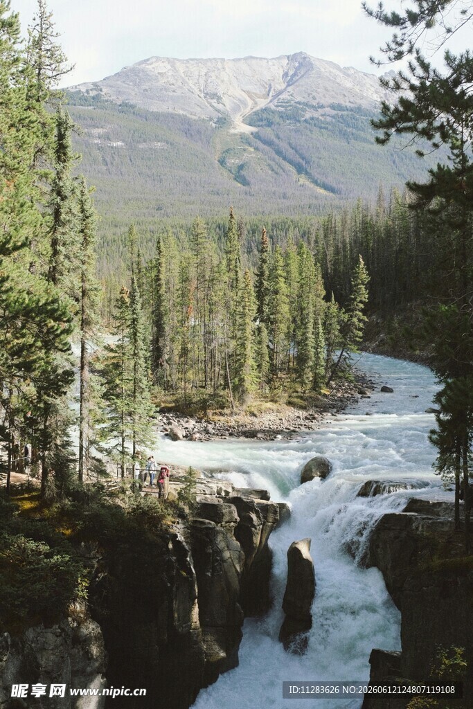 山间溪流旁的茂密森林景观