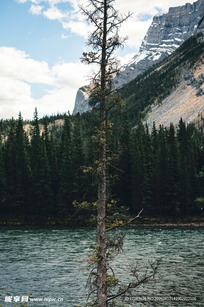 湖畔孤树与山林美景