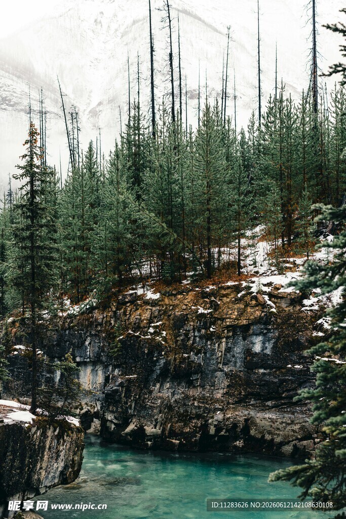 山间碧溪旁的松林美景