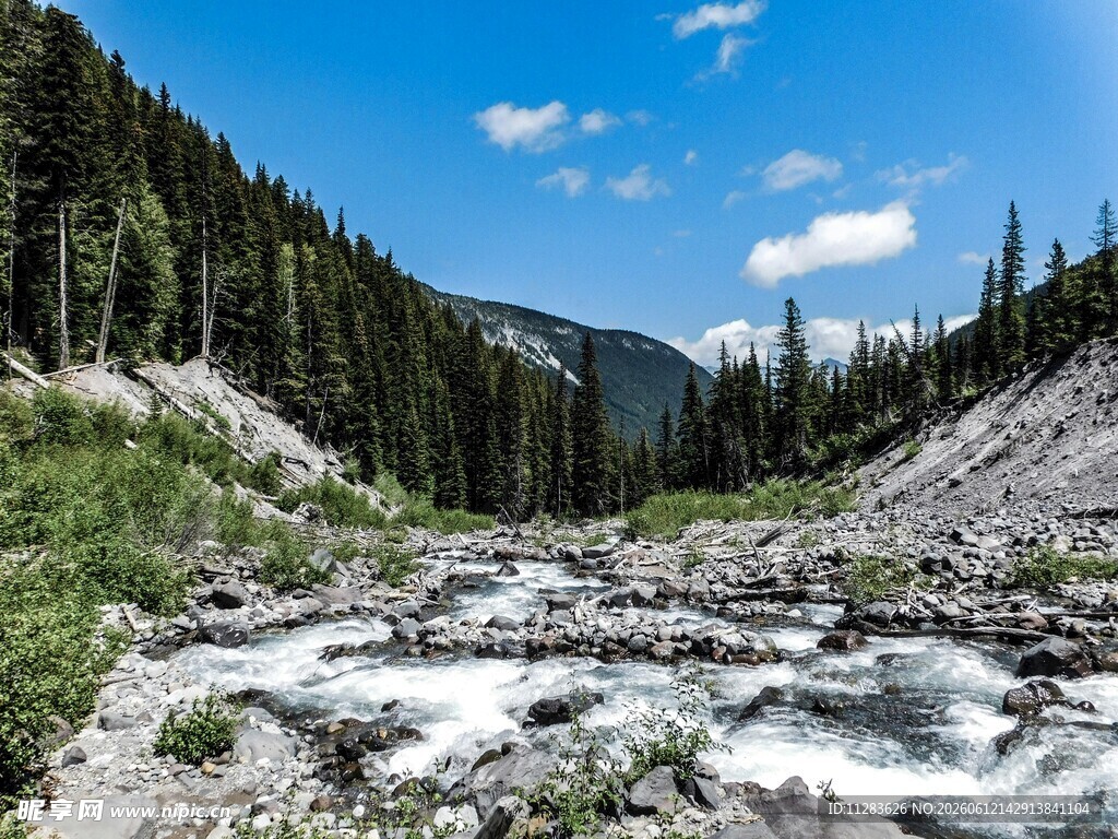山间溪流旁的森林美景