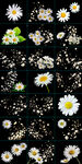 雏菊