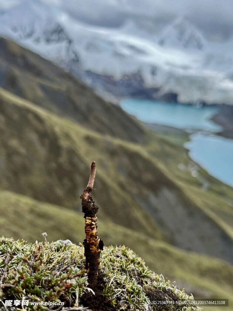冬虫夏草