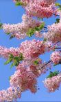 二翅豆花