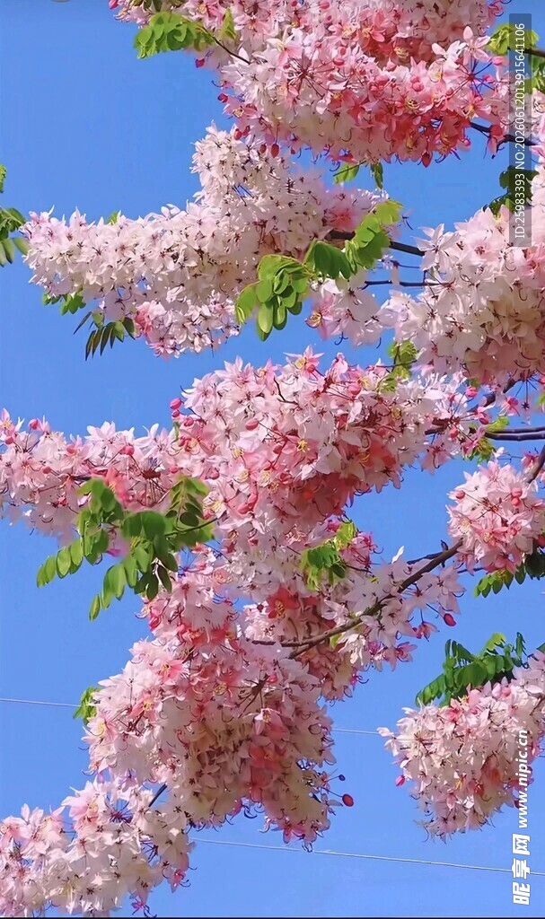 二翅豆花