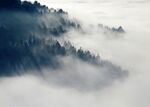 云雾缭绕的山林美景