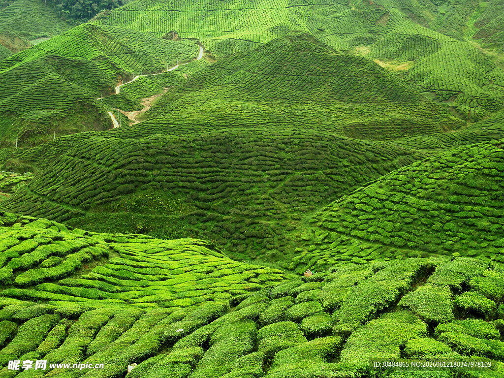 翠绿梯田茶园美景