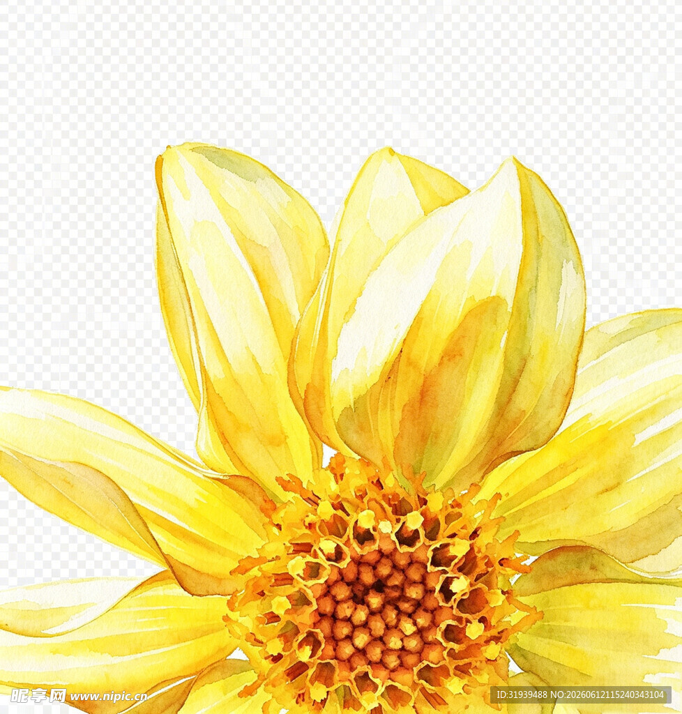向日葵 水彩画 黄色 花朵