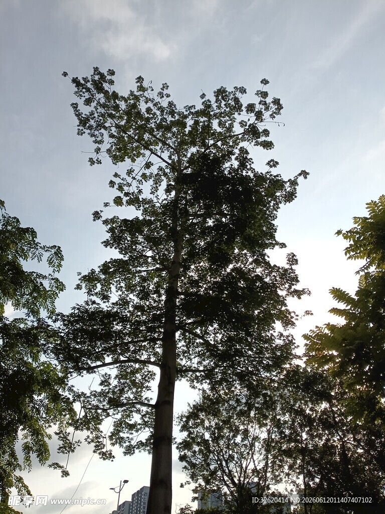 挺拔树木于蓝天白云下