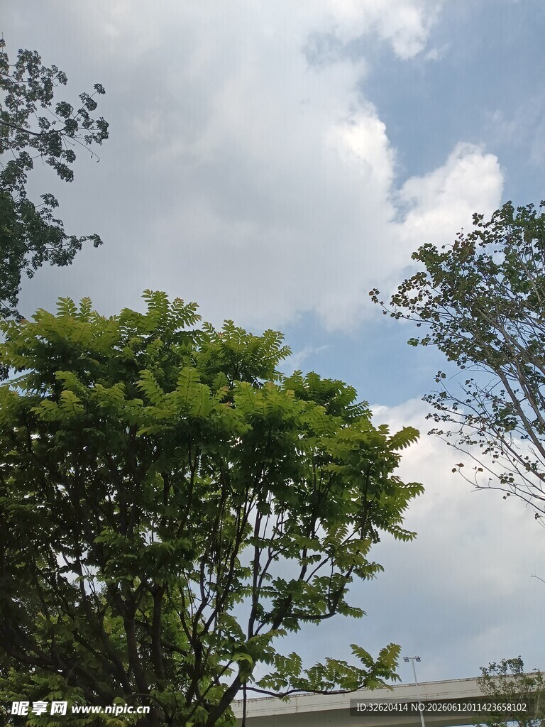 蓝天白云下的葱郁树木