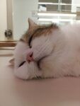 酣睡的可爱猫咪