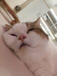 酣睡的可爱猫咪