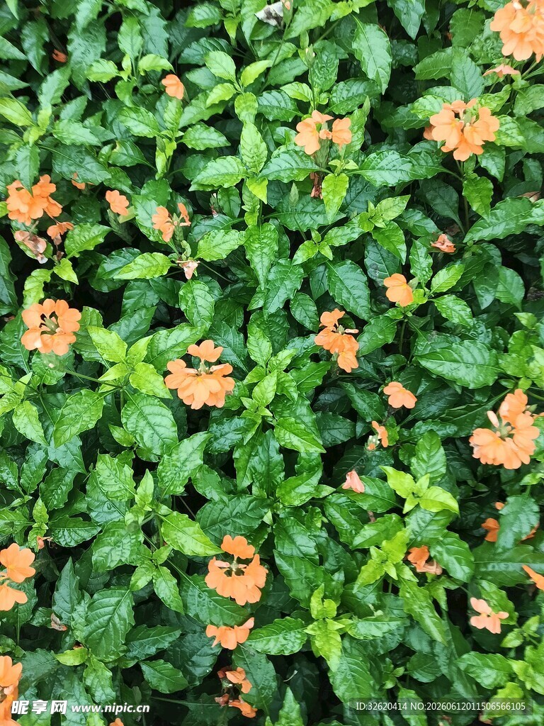 绿叶间的橙色小花