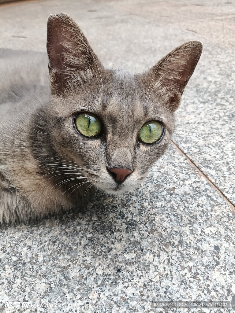 灰毛绿眼猫咪趴地