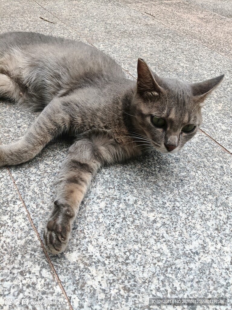 猫咪