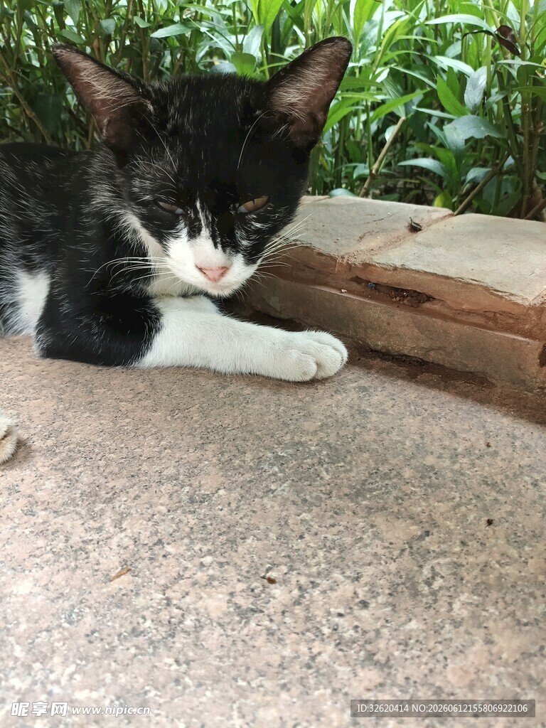 黑白猫咪
