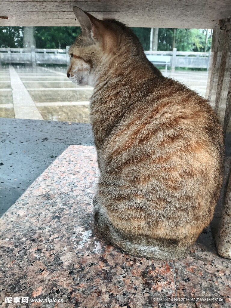 猫咪