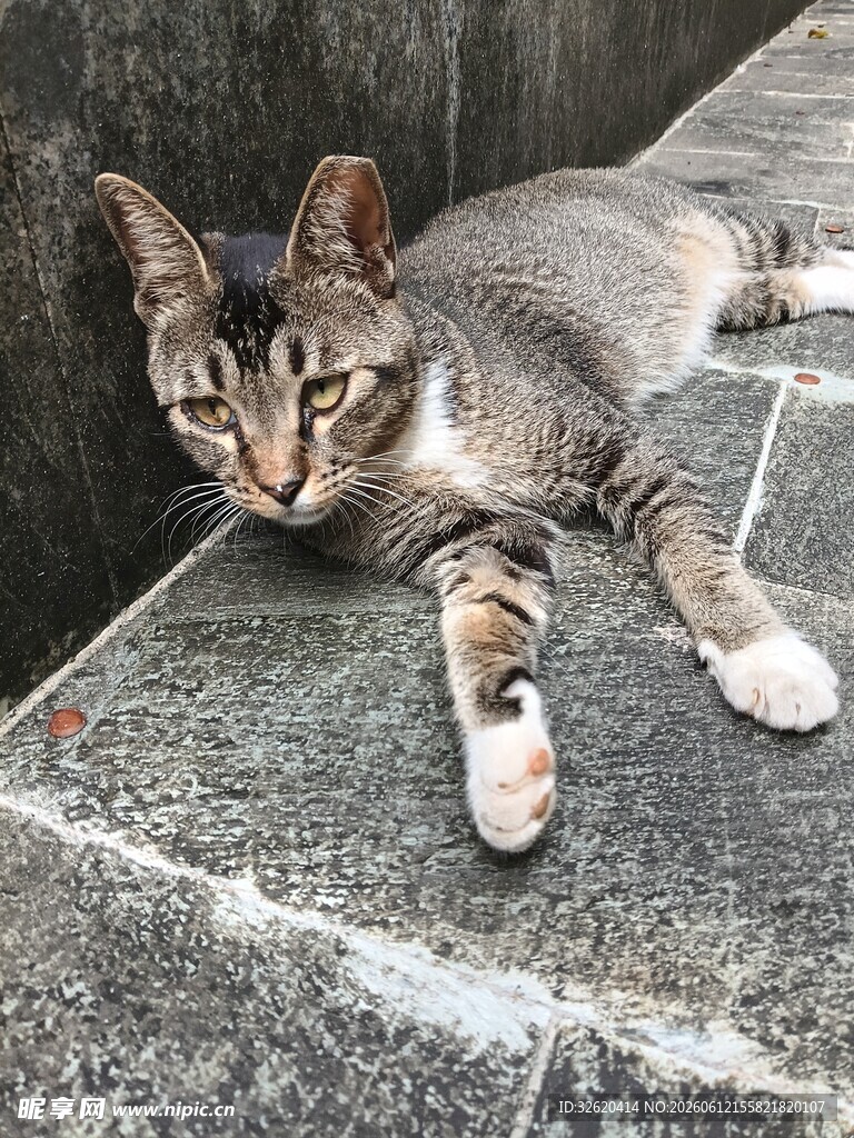 猫咪