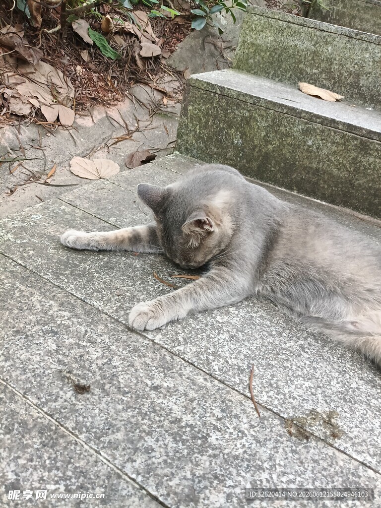 猫咪