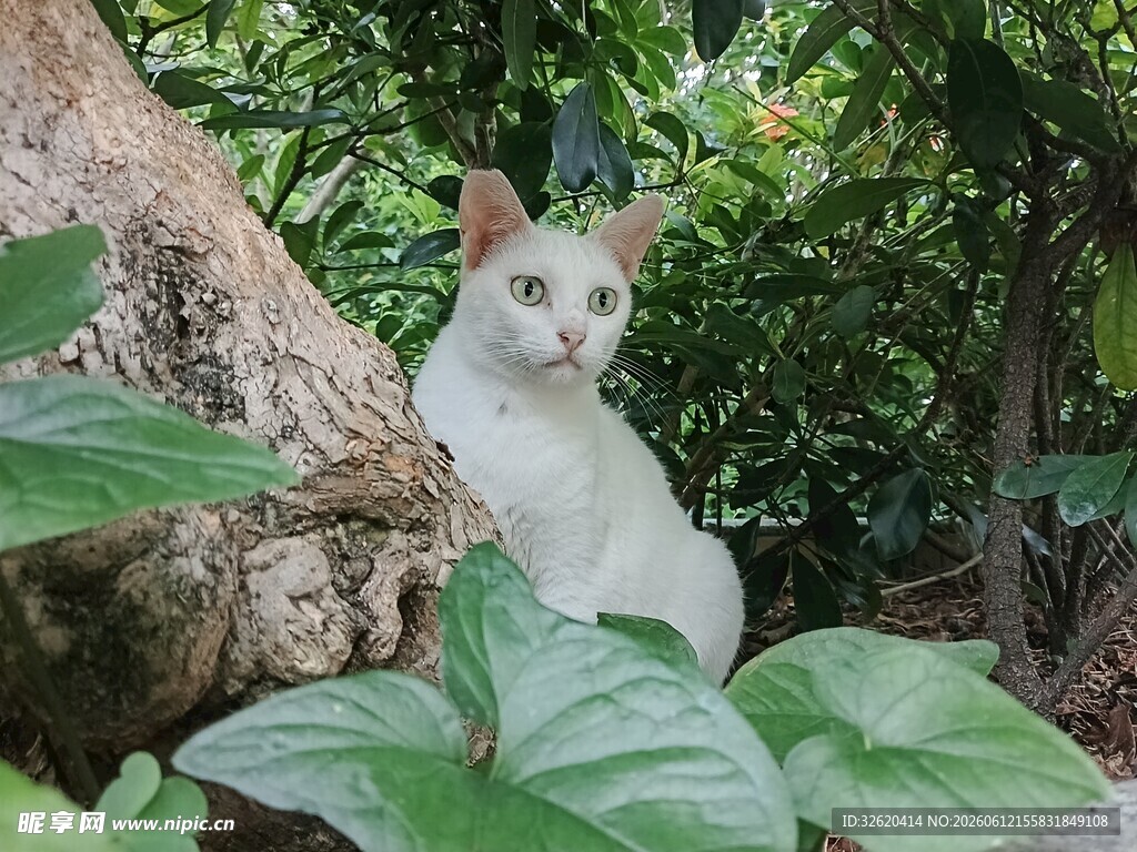 白猫咪