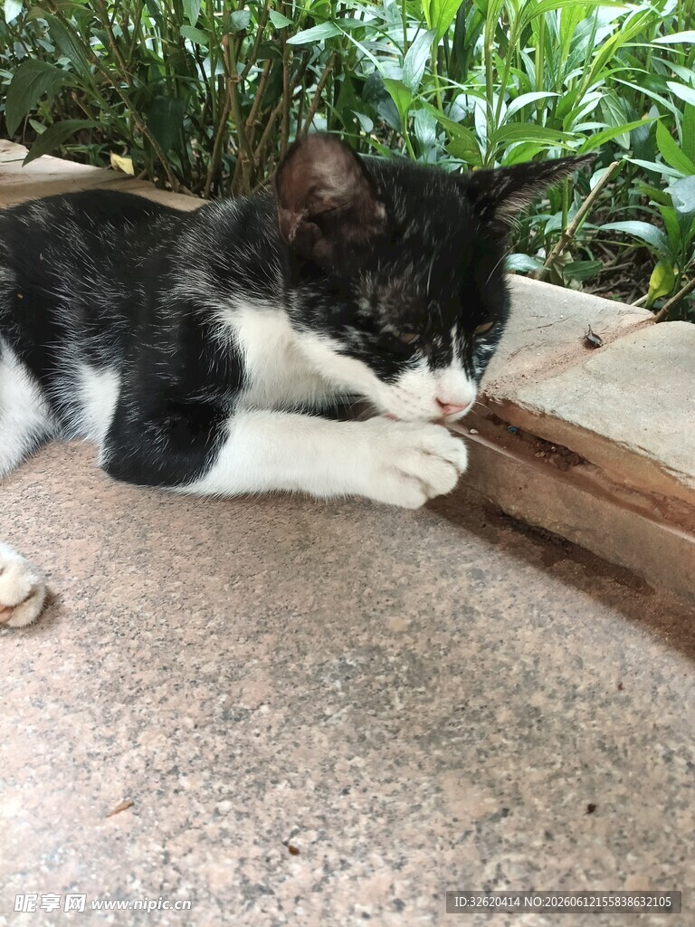 黑白猫咪趴地玩耍