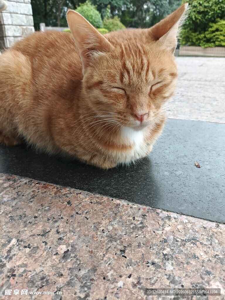 猫咪