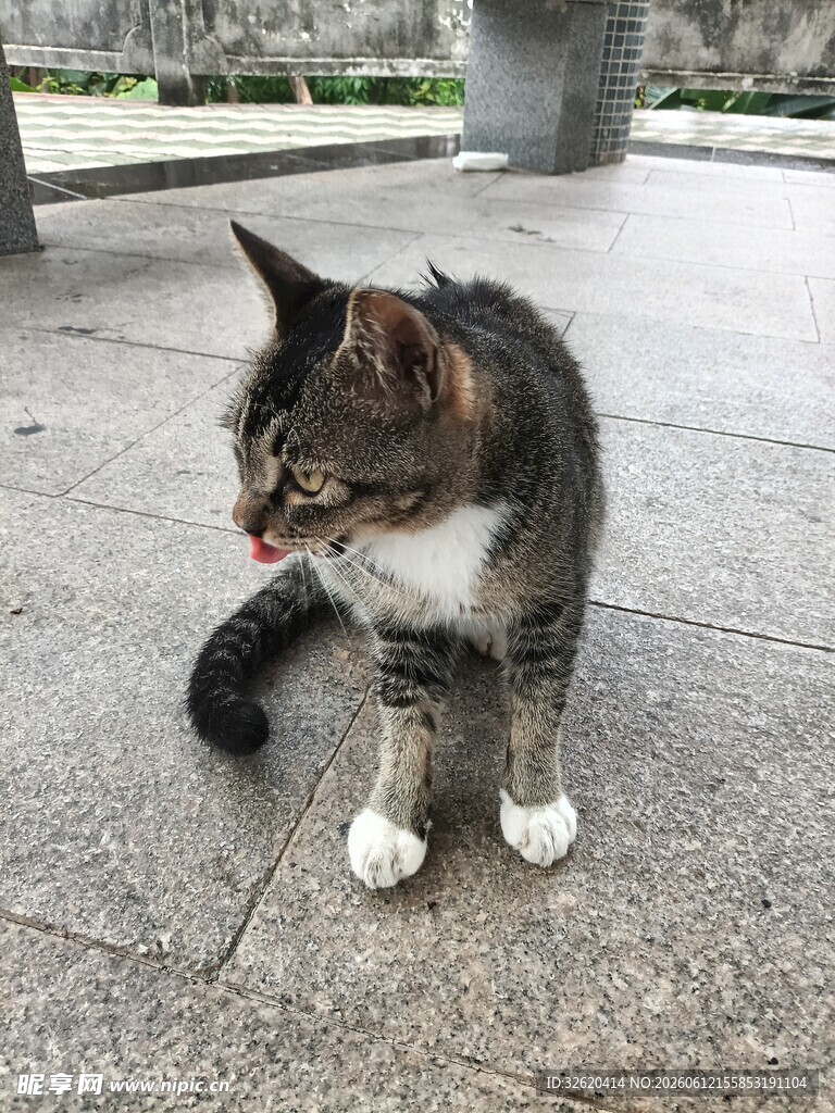 蹲坐的花猫