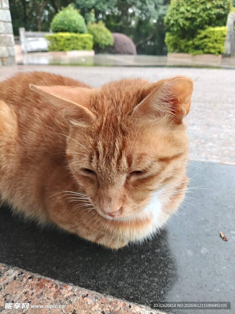 猫咪