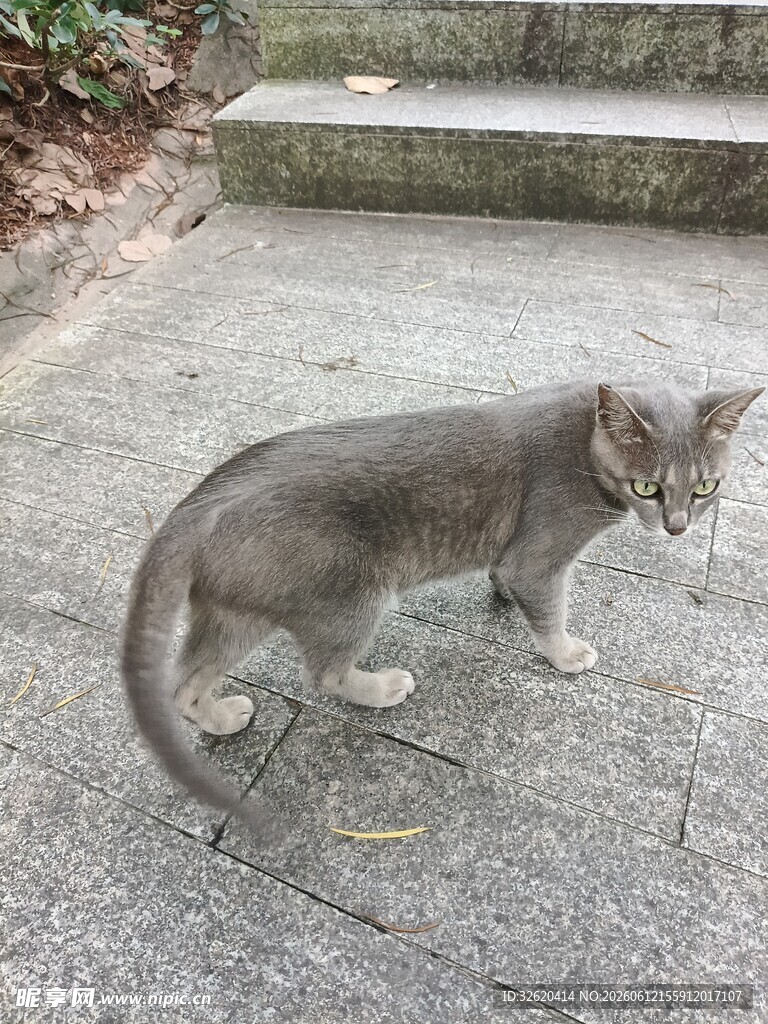 猫咪