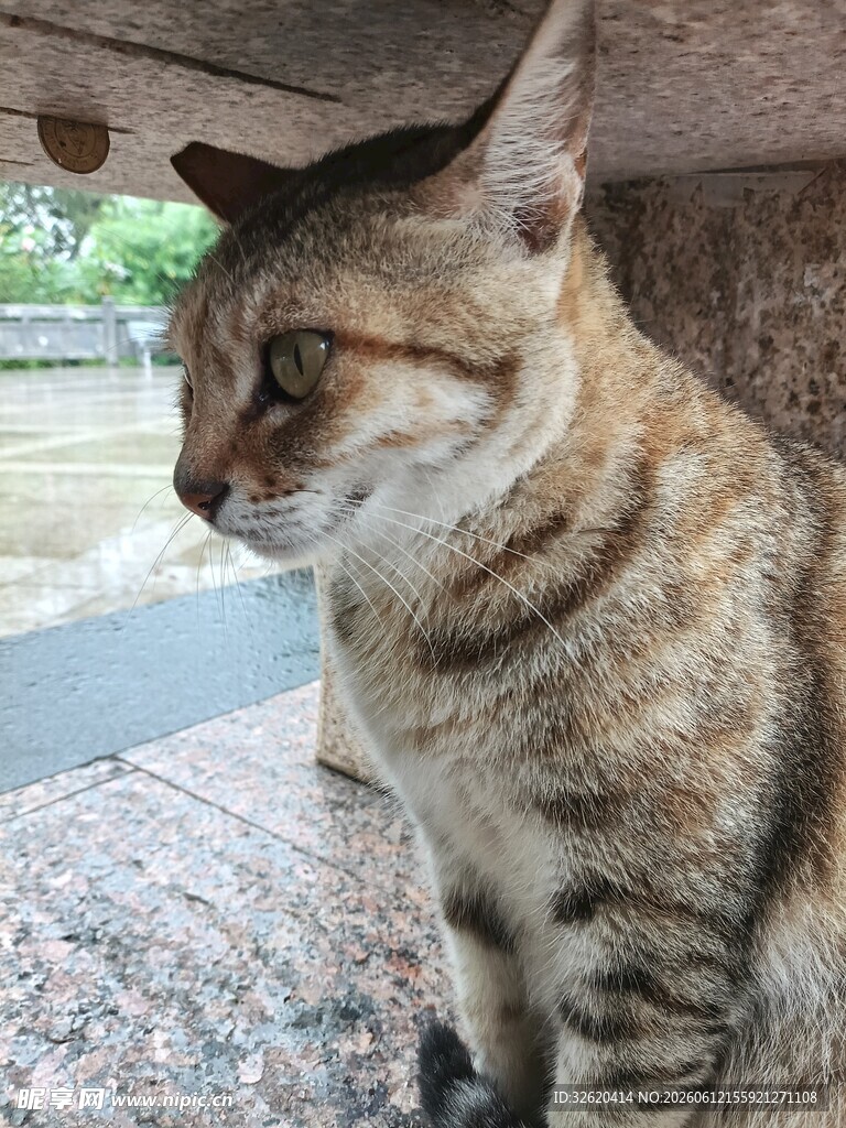猫咪
